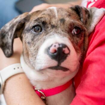 Martha -  Great Dane and Mixed Breed Dog Available for Adoption in Chapel Hill, North Carolina - Martha | PetCurious
