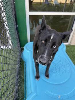 LICHI -  Mixed Breed Dog for Adoption in Dallas, Texas - LICHI | PetCurious