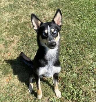 TOPANGA -  Siberian Husky and Australian Shepherd Dog for Adoption - TOPANGA | PetCurious