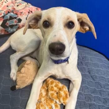 Rescue Mixed Breed Dogs for Adoption in Newport, Tennessee - Piper | PetCurious