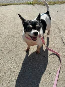 Susy -  Chihuahua and Mixed Breed Dog for Adoption in Lowell, Massachusetts - Susy | PetCurious