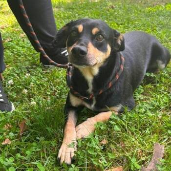 Bear -  Shepherd and Mixed Breed Dog for Adoption - Bear | PetCurious