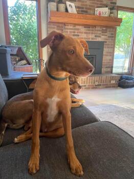 Willie Wanka -  Mixed Breed Dog for Adoption in Clinton, Wisconsin - Willie Wanka | PetCurious