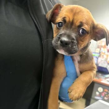 Nick -  Mixed Breed Dog for Adoption in Walker, Michigan - Nick | PetCurious