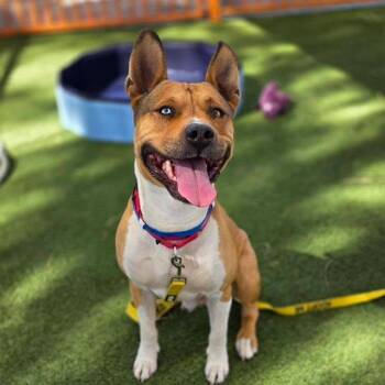 TOGO -  Pit Bull Terrier and Mixed Breed Dog for Adoption in Las Vegas, Nevada - TOGO | PetCurious