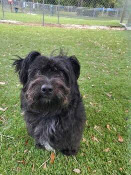 Boba Fetch - 1 -  Yorkshire Terrier and Mixed Breed Dog Available for Adoption in Daytona Beach, Florida - Boba Fetch - 1 | PetCurious