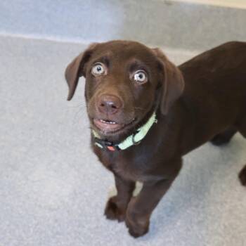 Velma aka Mocha -  Chocolate Labrador Retriever Dog for Adoption in Briarcliff Manor, New York - Velma Aka Mocha | PetCurious