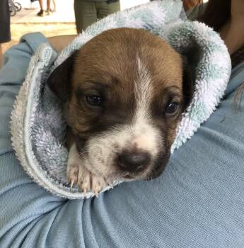 Rescue Terrier and Boxer Dogs for Adoption in Waxhaw, North Carolina - Truvy | PetCurious