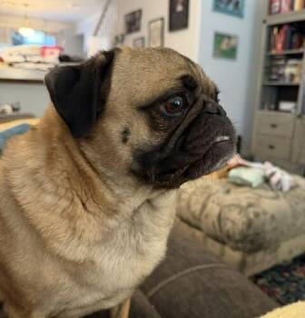 Hugo -  Pug Dog for Adoption in Henderson, Nevada - Hugo | PetCurious
