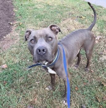 Rescue Pit Bull Terrier and Mixed Breed Dogs for Adoption in Knoxville, Tennessee - Smokey | PetCurious