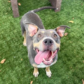 Cash -  Pit Bull Terrier Dog for Adoption in Hawthorne, California - Cash | PetCurious