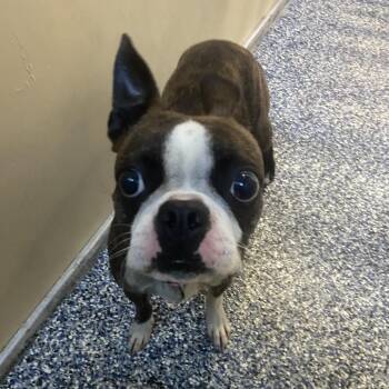 Nessa -  Boston Terrier and Mixed Breed Dog for Adoption in Binghamton, New York - Nessa | PetCurious