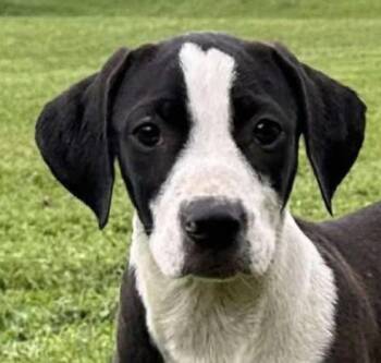 English Foxhound Dogs Available for Adoption in Andover, Massachusetts - Tito Mellon Hugo Hero - Local Boy | PetCurious