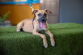 Thelma -  Boxer and American Staffordshire Terrier Dog for Adoption in Anacortes, Washington - Thelma | PetCurious