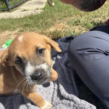 Candace -  Mixed Breed Dog for Adoption in Kennebunk, Maine - Candace | PetCurious
