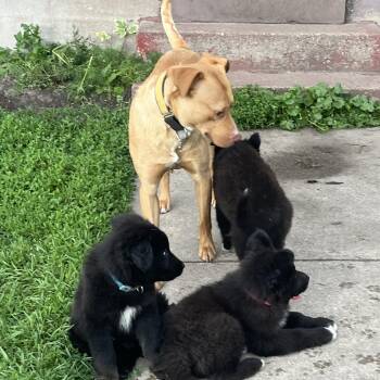Rescue Labrador Retriever and Pit Bull Terrier Dogs for Adoption in Crookston, Minnesota - Roman | PetCurious