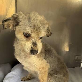 Terrier Dogs Available for Adoption - Janet A5758733 | PetCurious