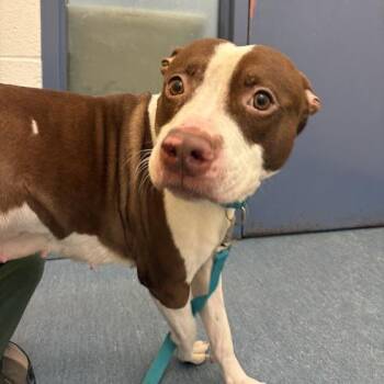 Mixed Breed Dogs Available for Adoption - Coraline | PetCurious