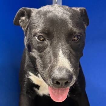 Rescue Mixed Breed Dogs for Adoption in Las Cruces, New Mexico - 99449 | PetCurious