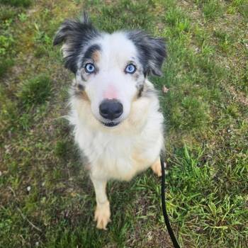 Coco -  Australian Shepherd Dog for Adoption in Conway, New Hampshire - Coco | PetCurious