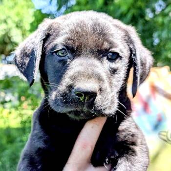 Iris Evergreen -  Labrador Retriever Dog for Adoption in Andover, Massachusetts - Iris Evergreen | PetCurious