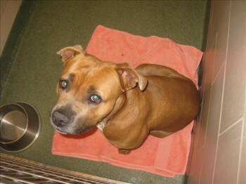 Mixed Breed Dogs Available for Adoption in Santa Fe, New Mexico - ALLEGRA | PetCurious