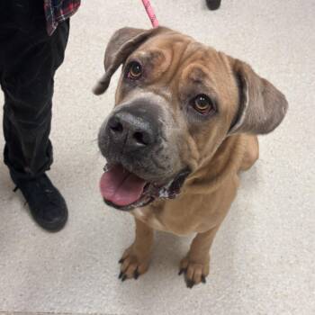 Bean -  Cane Corso and Boxer Dog for Adoption in Murray, Utah - Bean | PetCurious