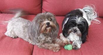 Shih Tzu Dogs Available for Adoption - Milo And Lola | PetCurious