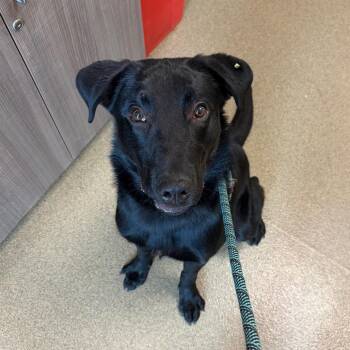 Alan -  Black Labrador Retriever and Mixed Breed Dog for Adoption in Council Bluffs, Iowa - Alan | PetCurious