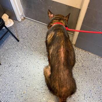 Chief -  German Shepherd Dog and Mixed Breed Dog for Adoption in Tuscaloosa, Alabama - Chief | PetCurious