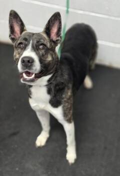 Cattle Dog and Shepherd Dogs Available for Adoption in Fort Worth, Texas - Trina | PetCurious