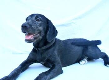 Rescue Standard Poodle and Labrador Retriever Dogs for Adoption in Morton Grove, Illinois - Prentiss | PetCurious