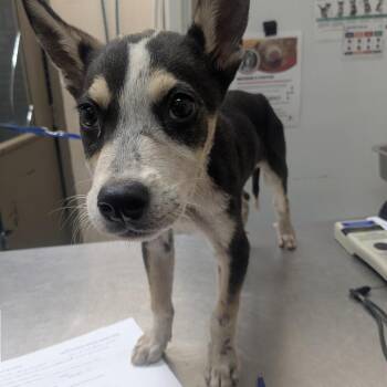 Andy -  Shepherd Dog for Adoption in Birmingham, Alabama - Andy | PetCurious