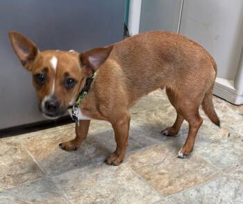 Rescue Chihuahua Dogs for Adoption in Boerne, Texas - Hera | PetCurious