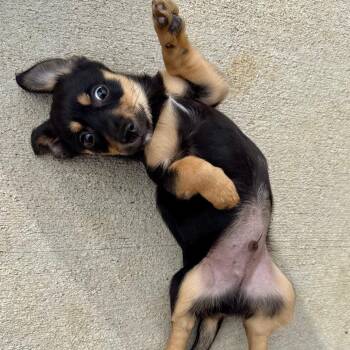 Chihuahua Dogs Available for Adoption in Richmond, Virginia - Rudy | PetCurious