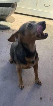 Symphony -  Chihuahua and Terrier Dog for Adoption in Oakdale, California - Symphony | PetCurious