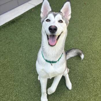 Pond -  Husky Dog for Adoption in Greensboro, North Carolina - Pond | PetCurious