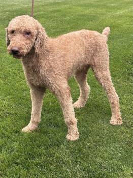 JAKE (ohiosdrescue(at)gmail.com) -  Goldendoodle Dog for Adoption in Rossford, Ohio - JAKE (ohiosdrescue(at)gmail.com) | PetCurious