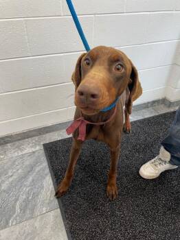 Doberman Pinscher Dogs Available for Adoption - Precious | PetCurious