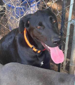 Kilo -  Mixed Breed Dog for Adoption in Northwood, New Hampshire - Kilo | PetCurious