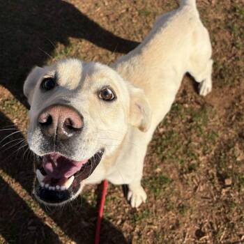 Yellow Labrador Retriever Dogs Available for Adoption - Deuce | PetCurious