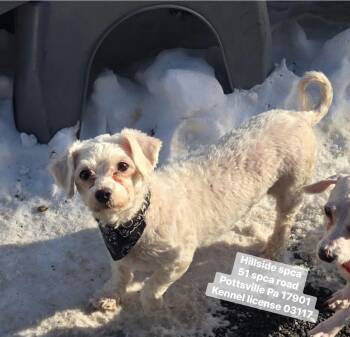 Bichon Frise Dogs Available for Adoption - Linda | PetCurious