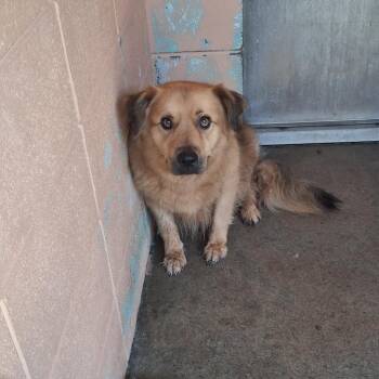 Breeze -  Labrador Retriever and Retriever Dog for Adoption in Gautier, Mississippi - Breeze | PetCurious