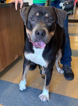 Jabba -  Pit Bull Terrier Dog for Adoption in Little Elm, Texas - Jabba | PetCurious