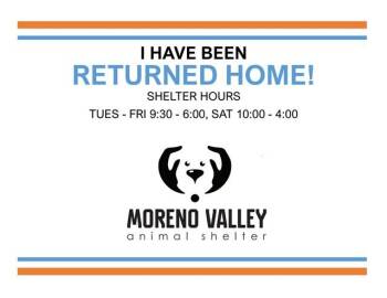 COSMO -  Shih Tzu and Mixed Breed Dog for Adoption in Moreno Valley, California - COSMO | PetCurious