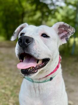Frank-N-Furrter -  Mixed Breed Dog for Adoption in Midland, Michigan - Frank-N-Furrter | PetCurious