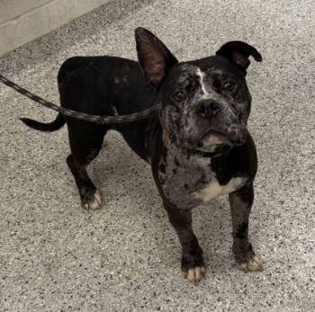 Bling -  Pit Bull Terrier and Mixed Breed Dog for Adoption in Kansas City, Missouri - Bling | PetCurious