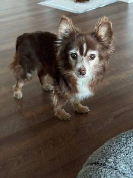 Coco~ -  Chihuahua Dog for Adoption in Columbia, Tennessee - Coco~ | PetCurious