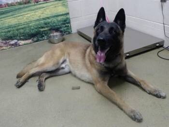 Belgian Shepherd Malinois and Mixed Breed Dogs Available for Adoption in Moreno Valley, California - A551326 | PetCurious