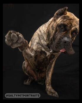 Rescue Mastiff and Cane Corso Dogs for Adoption in Eugene, Oregon - Big Beautiful Boy - Local Only | PetCurious